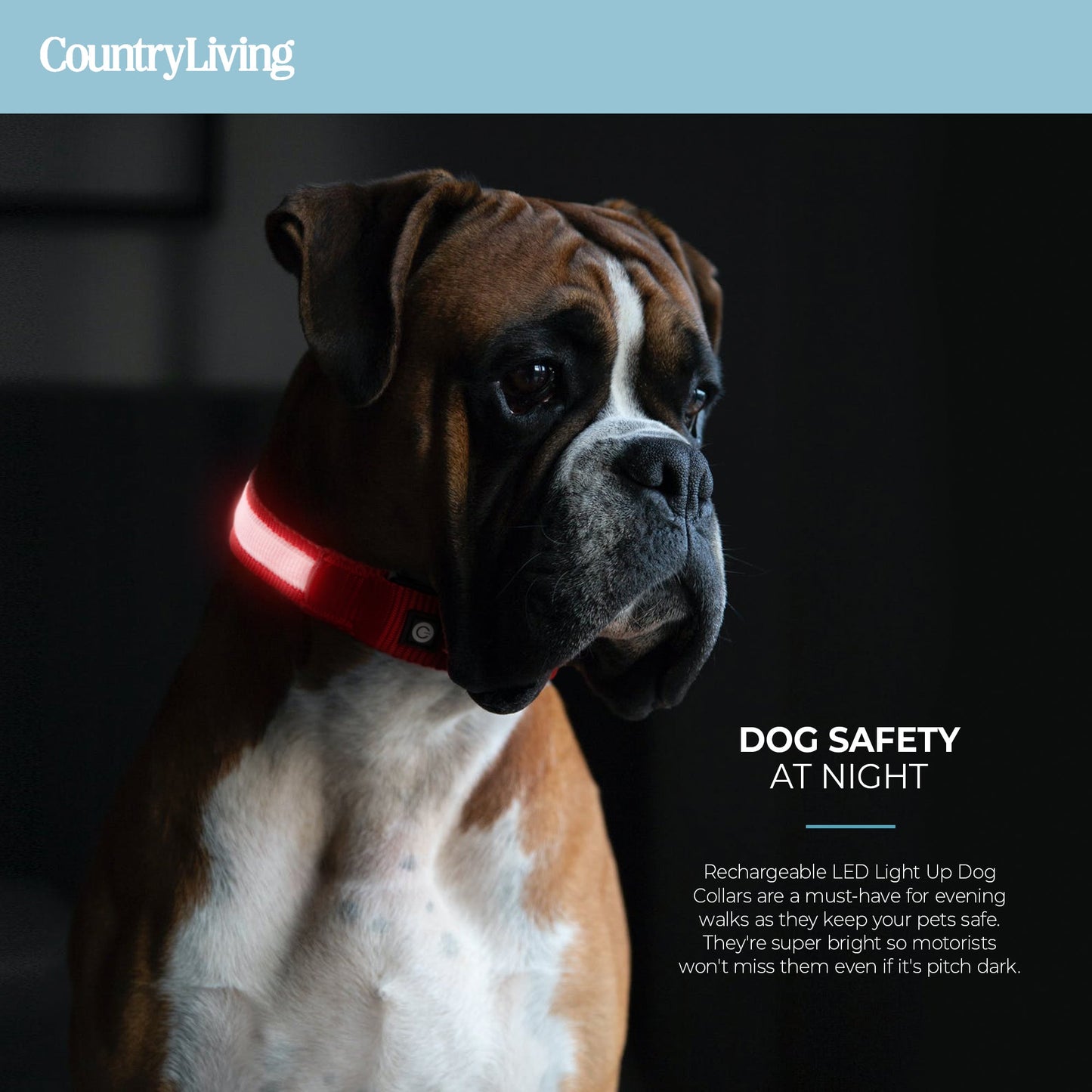 LED dog collar.