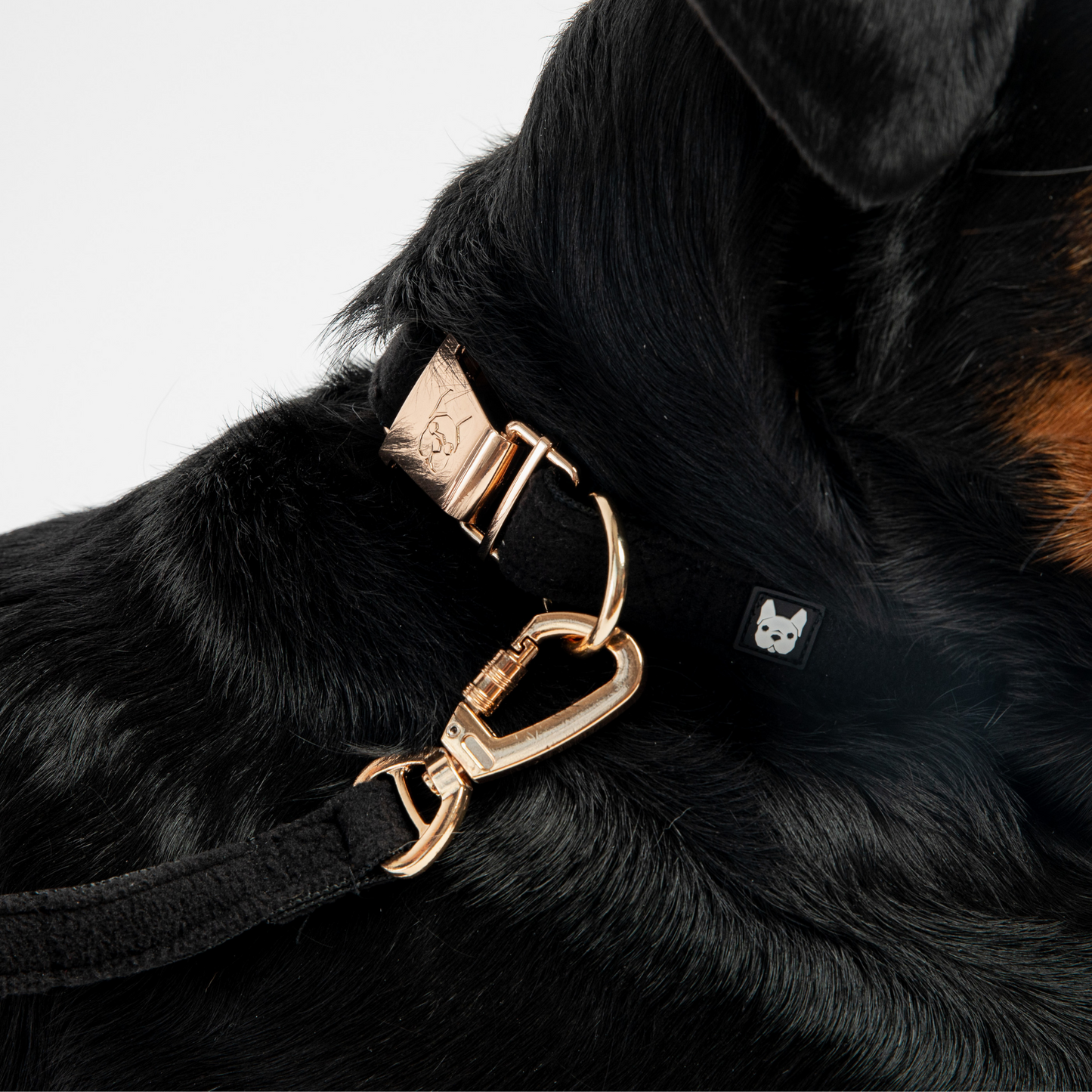 Equafleece dog leash.