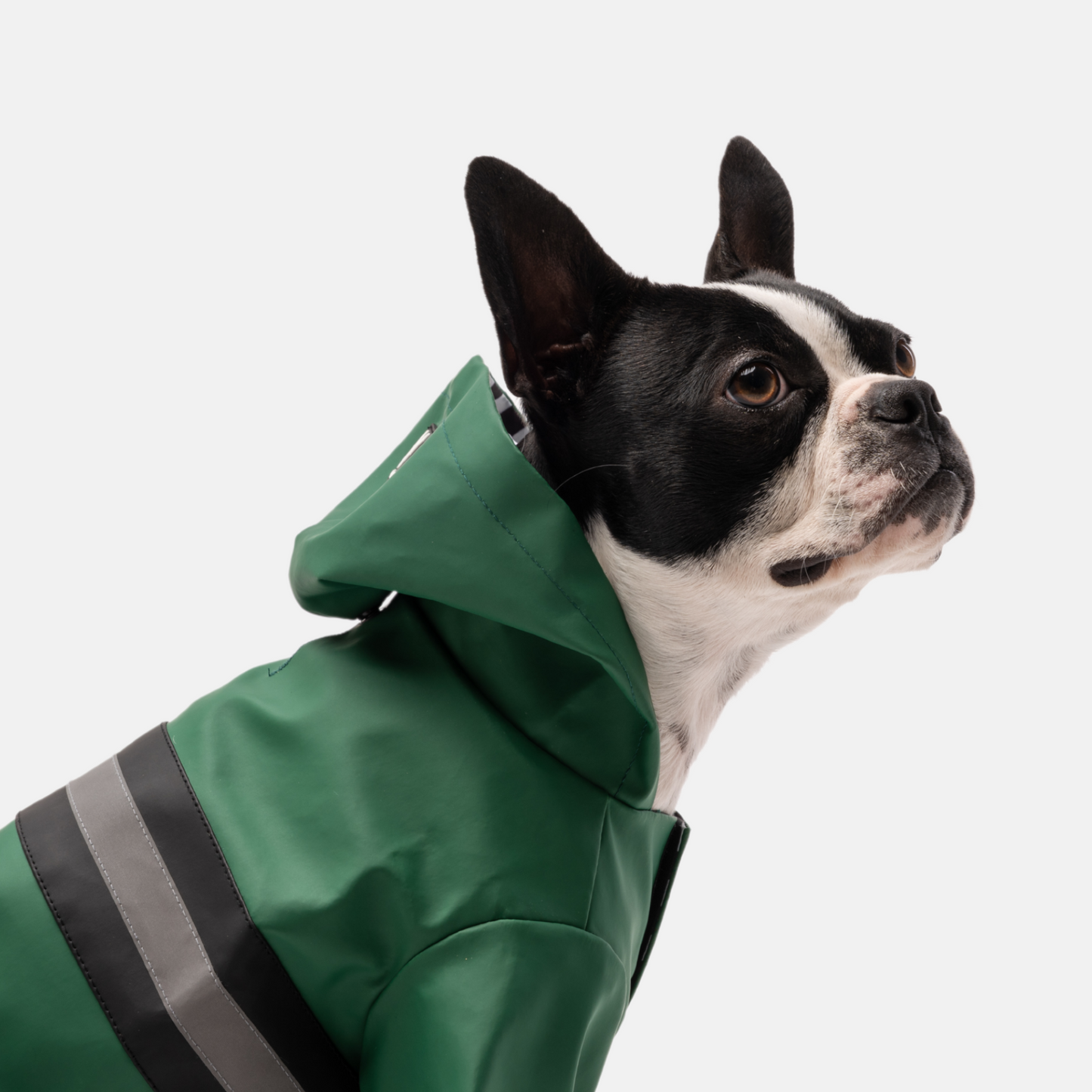 Aden raincoat for dogs