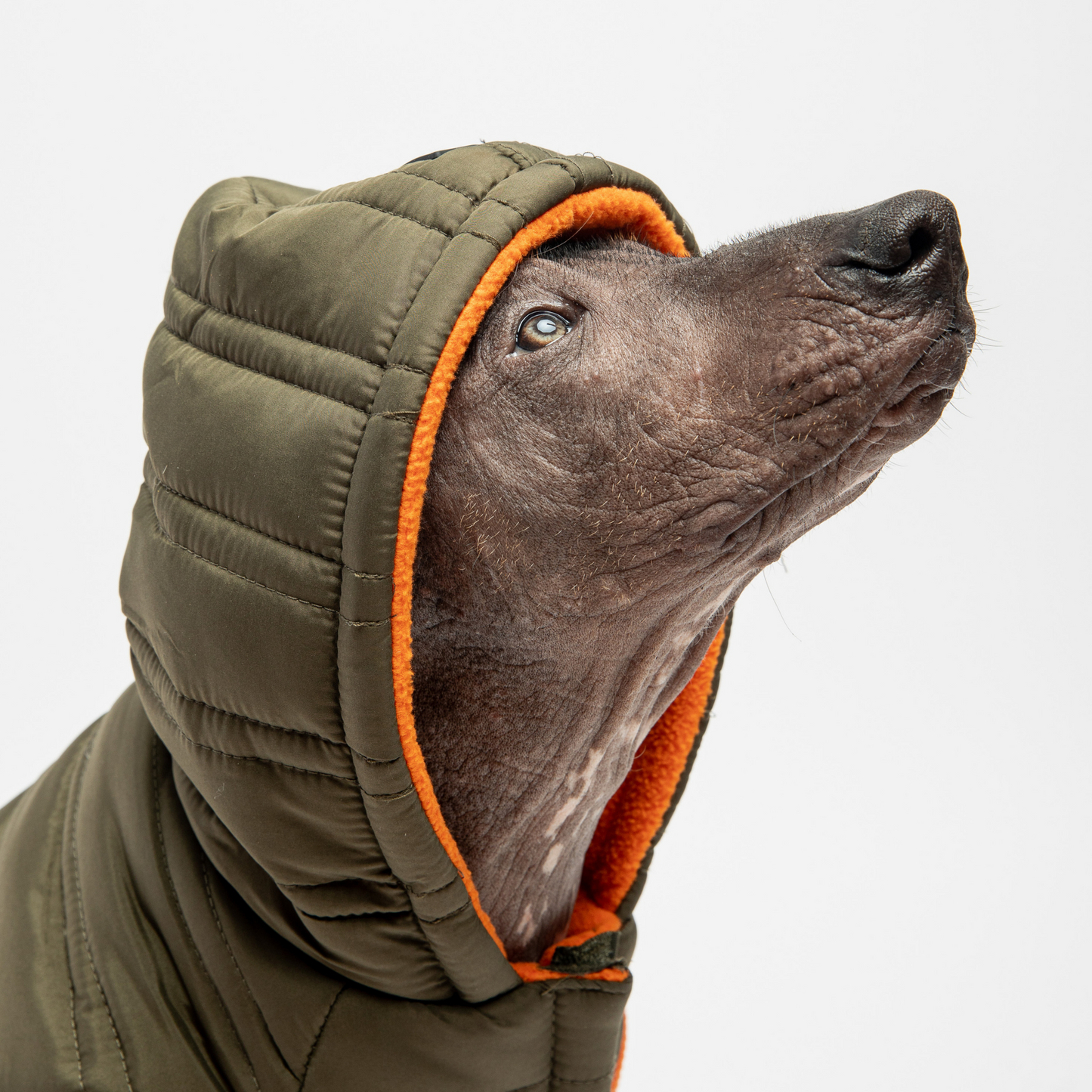 Veste pour chien Noah