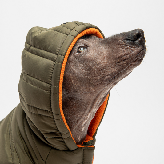 Noah dog jacket.