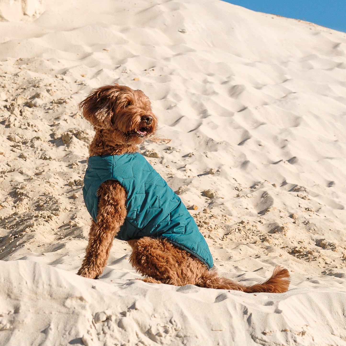 Support Ukraine!  Durable, eco-friendly jacket for dogs