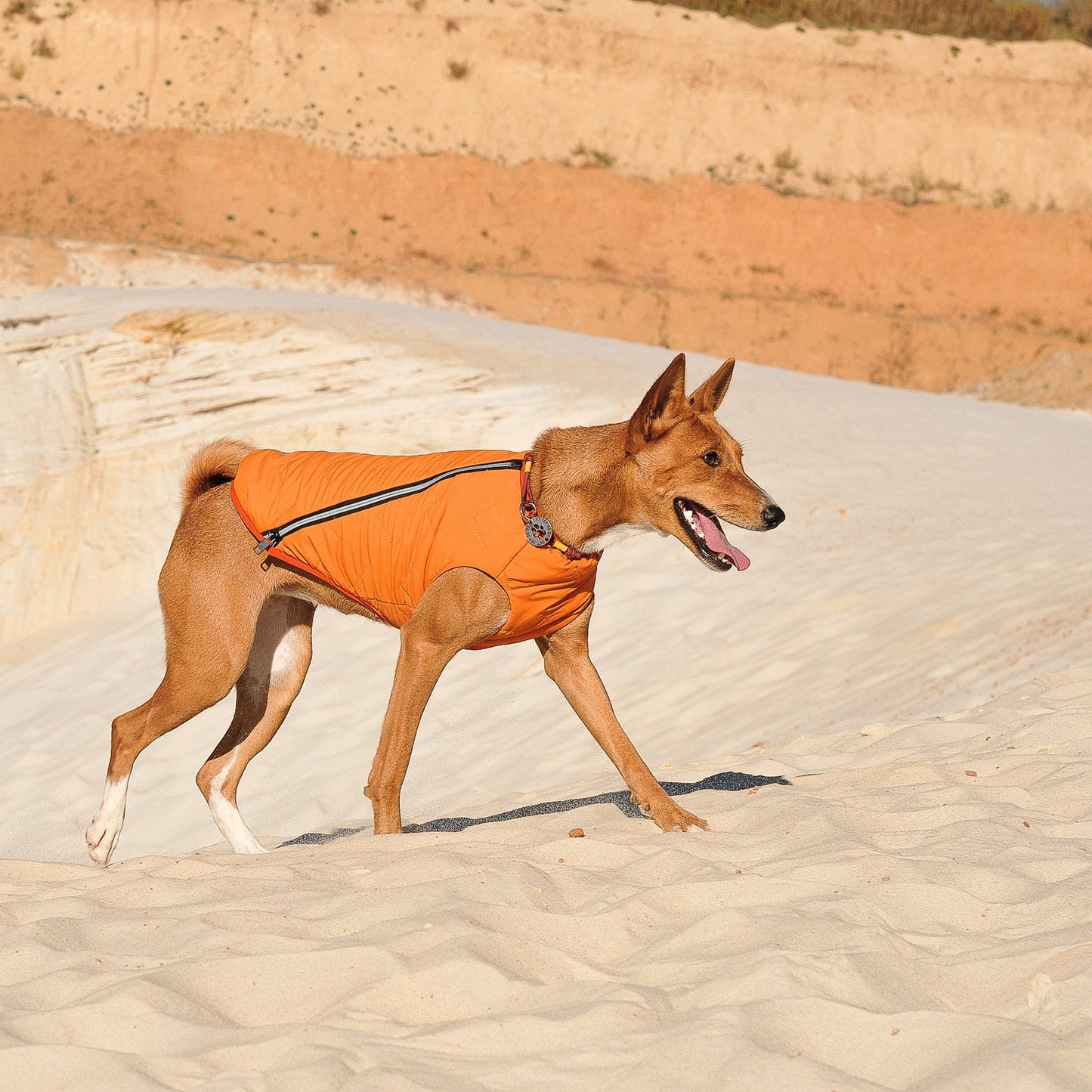 Support Ukraine!  Durable, eco-friendly jacket for dogs