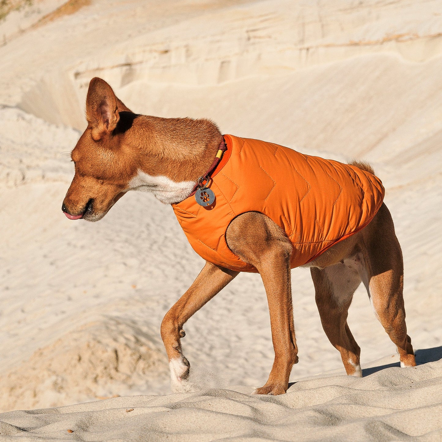 Support Ukraine!  Durable, eco-friendly jacket for dogs