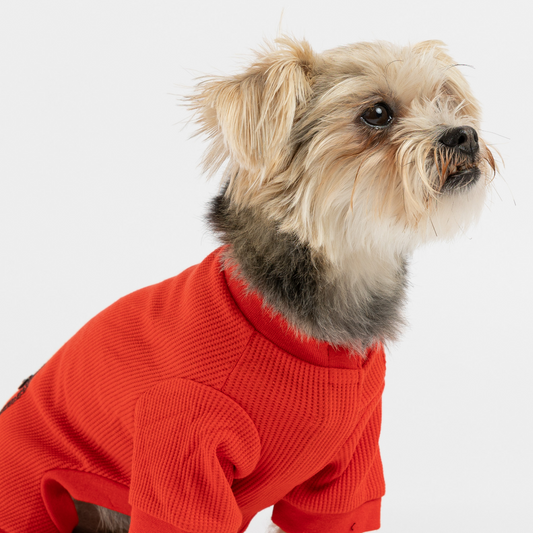 Thermal clothing for dogs.